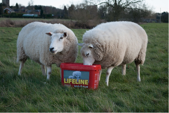 LIFELINE Lamb and Ewe